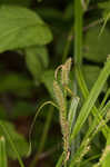 Eastern rough sedge